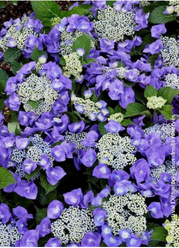 HYDRANGEA TELLER BLAUMEISE