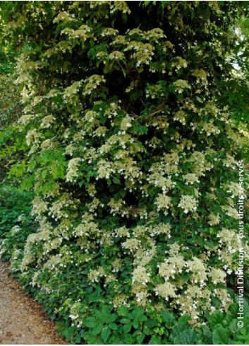 HYDRANGEA petiolaris