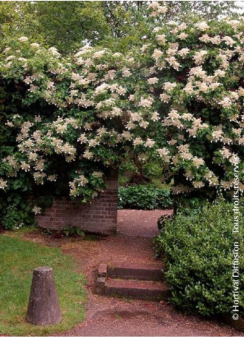 HYDRANGEA petiolaris