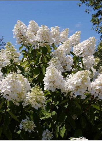 HYDRANGEA paniculata UNIQUE