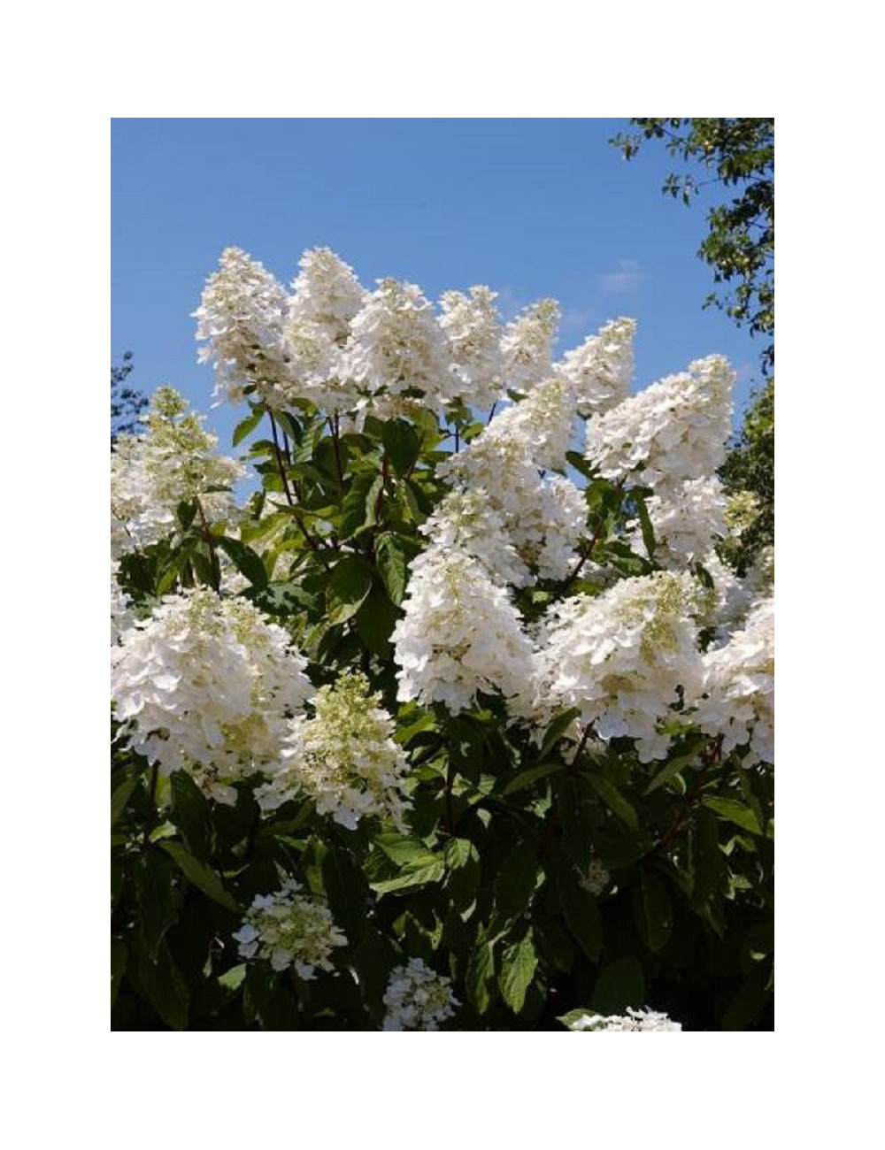 HYDRANGEA paniculata UNIQUE