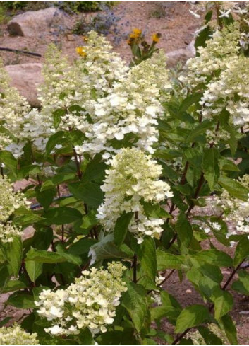 HYDRANGEA paniculata UNIQUE