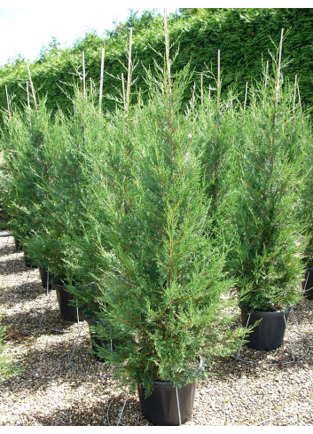 CUPRESSOCYPARIS leylandii TYPE 2001 En pot de 25-30 litres