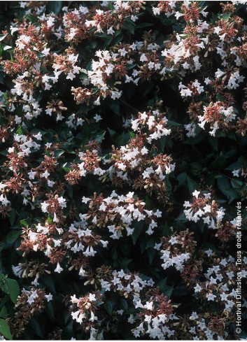 ABELIA grandiflora