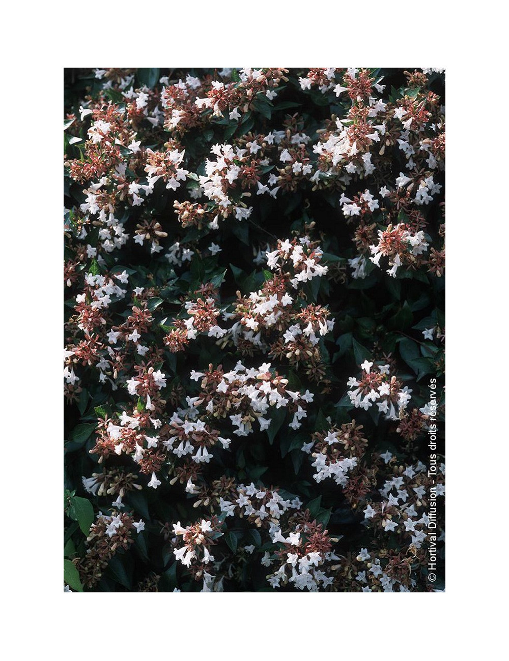 ABELIA grandiflora