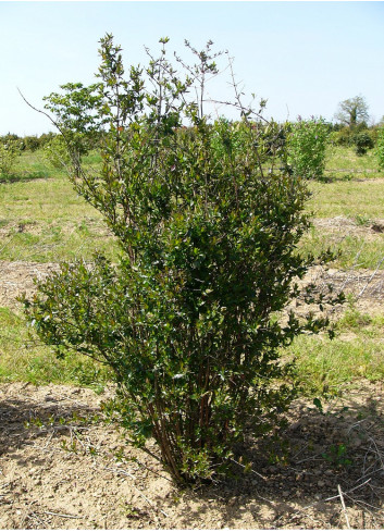 ABELIA grandiflora