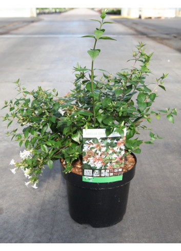 ABELIA grandiflora En pot de 3-4 litres