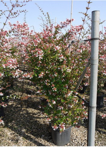 ABELIA grandiflora En pot de 15-20 litres