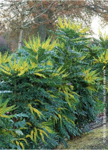 MAHONIA media WINTER SUN