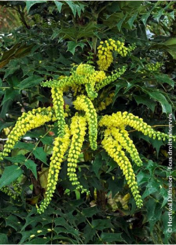 MAHONIA media WINTER SUN