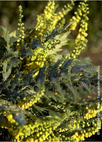 MAHONIA media WINTER SUN