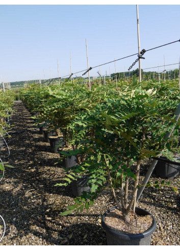 MAHONIA media WINTER SUN En pot de 25-30 litres