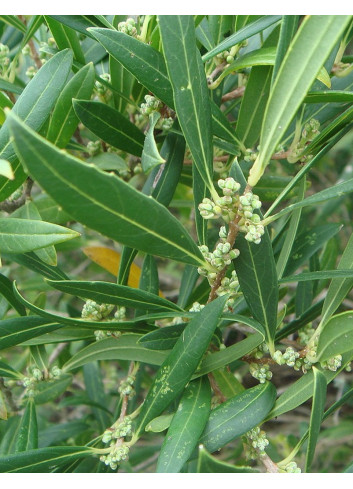 PHILLYREA angustifolia