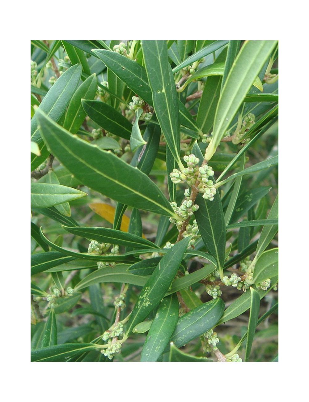 PHILLYREA angustifolia