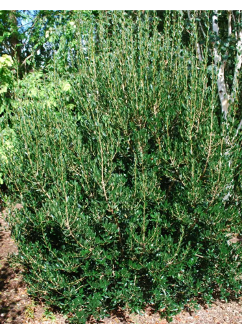 PHILLYREA angustifolia