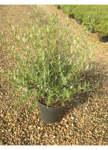 PHILLYREA angustifolia En pot de 7-10 litres