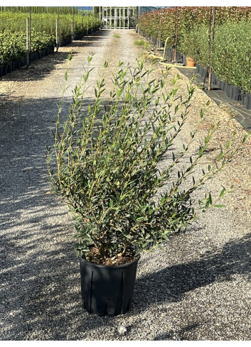 PHILLYREA angustifolia En pot de 10-12 litres