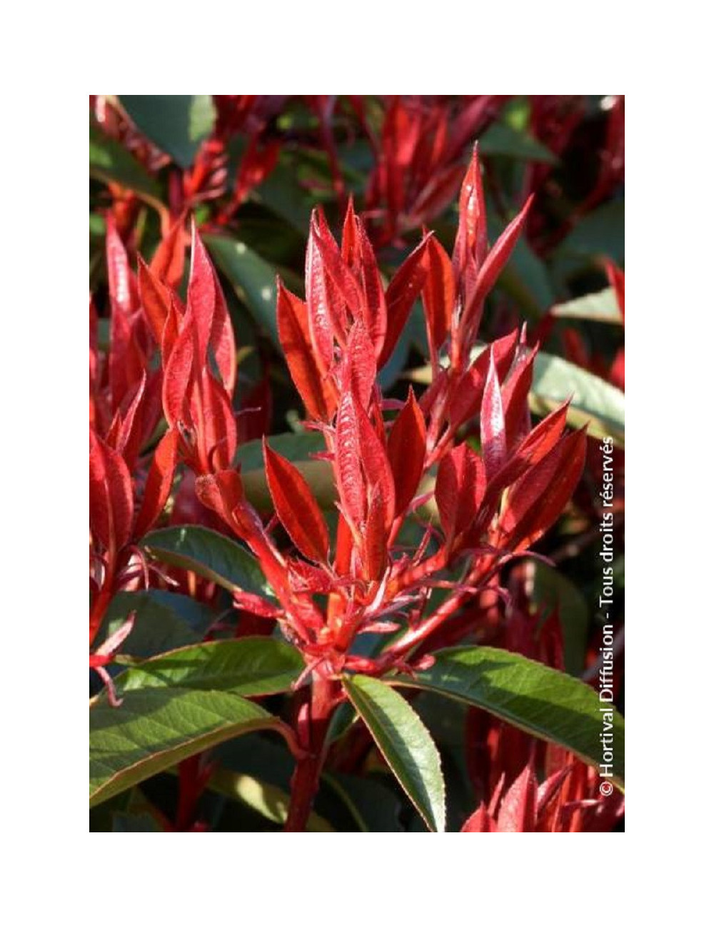 PHOTINIA fraseri RED ROBIN