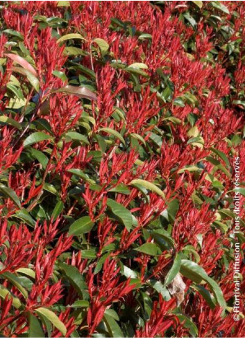 PHOTINIA fraseri RED ROBIN