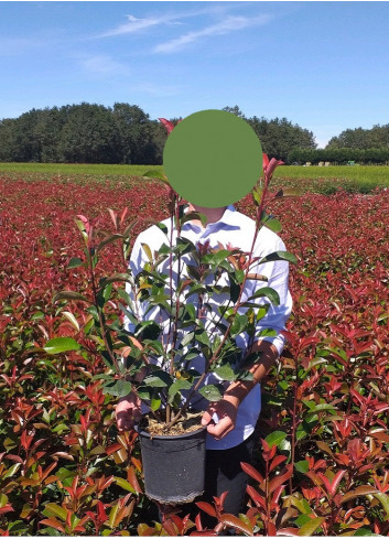 PHOTINIA fraseri RED ROBIN En pot de 4-5 litres