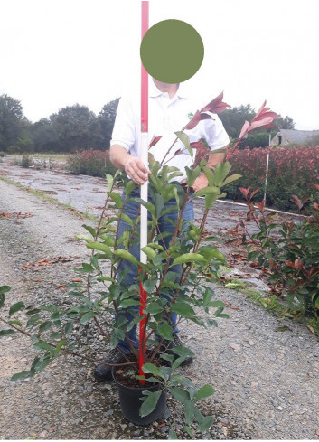 PHOTINIA fraseri RED ROBIN En pot de 7-10 litres