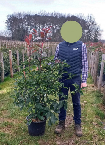 PHOTINIA fraseri RED ROBIN En pot de 15-20 litres