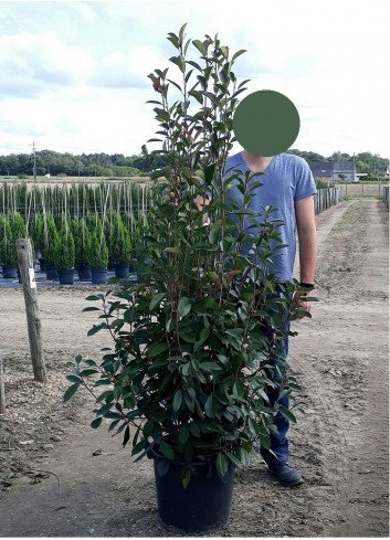 PHOTINIA fraseri RED ROBIN En pot de 35-50 litres