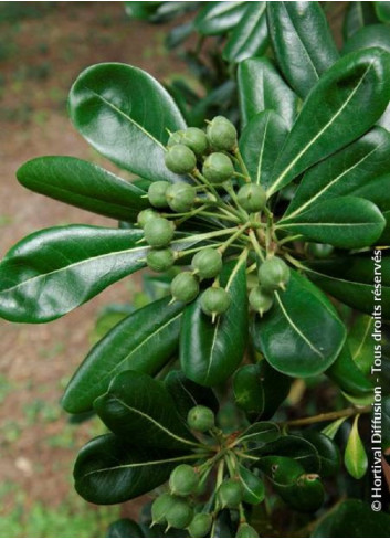 PITTOSPORUM tobira