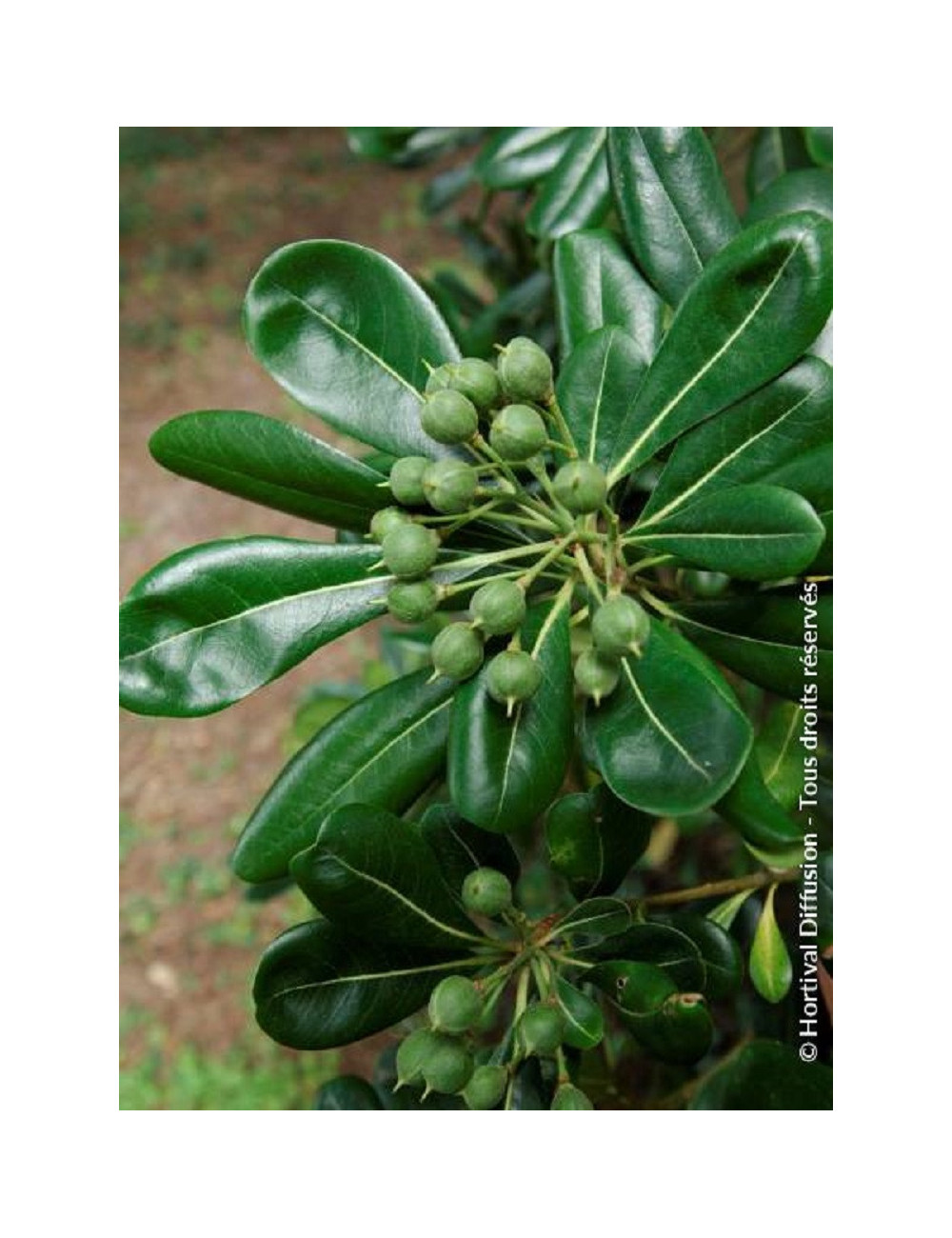 PITTOSPORUM tobira