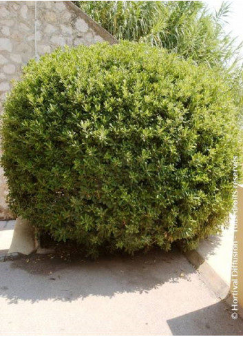 PITTOSPORUM tobira