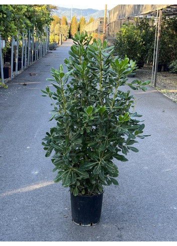 PITTOSPORUM tobira En pot de 15-20 litres