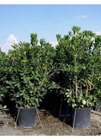 PITTOSPORUM tobira En pot de 35-50 litres