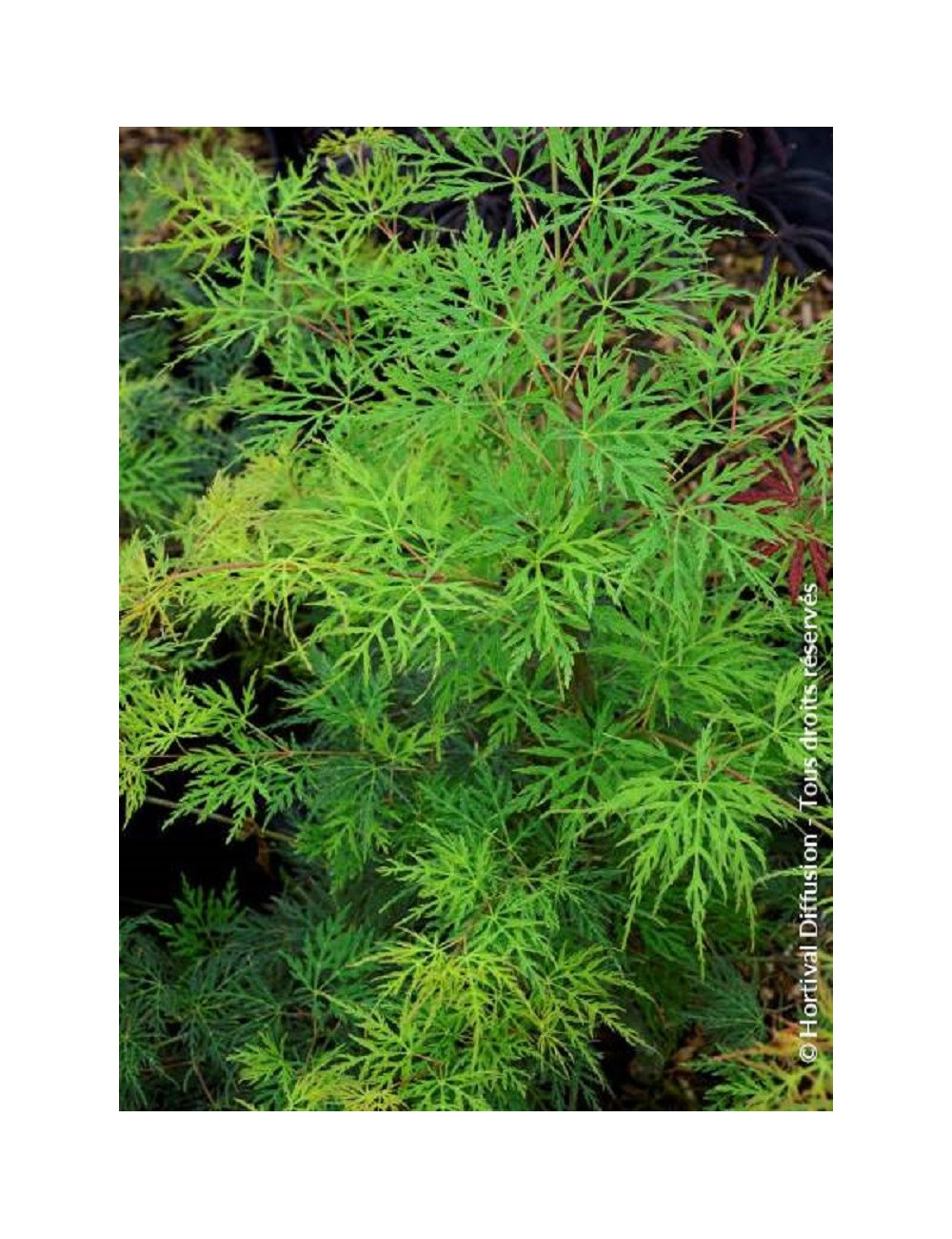 ACER palmatum EMERALD LACE