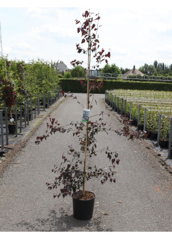 BETULA CRIMSON FROST En pot de 15-20 litres forme baliveau