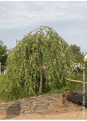 BETULA verrucosa YOUNGII