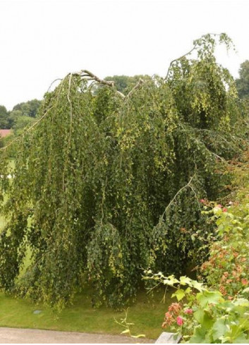 BETULA verrucosa YOUNGII