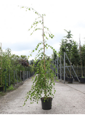 BETULA verrucosa YOUNGII En pot 15-20 litres forme baliveau