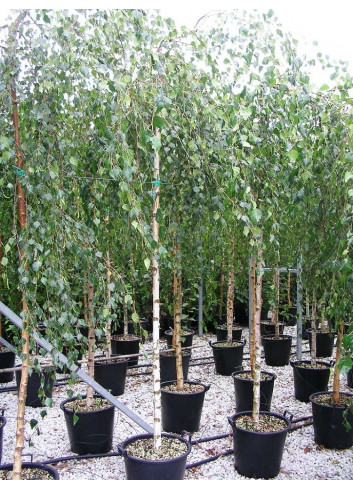 BETULA verrucosa YOUNGII En pot 35-50 litres forme tige hauteur du tronc 180-200 cm