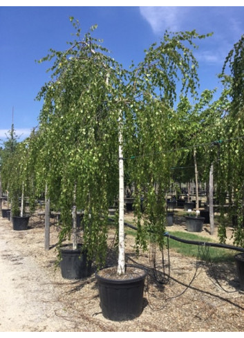 BETULA verrucosa YOUNGII En pot 35-50 litres forme tige hauteur du tronc 180-200 cm