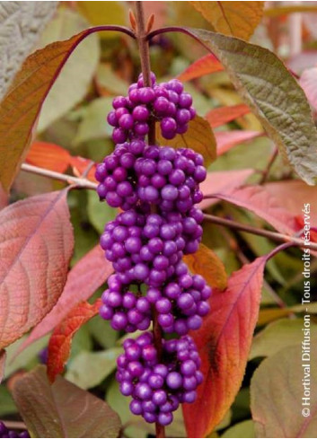 CALLICARPA bodinieri IMPERIAL PEARL