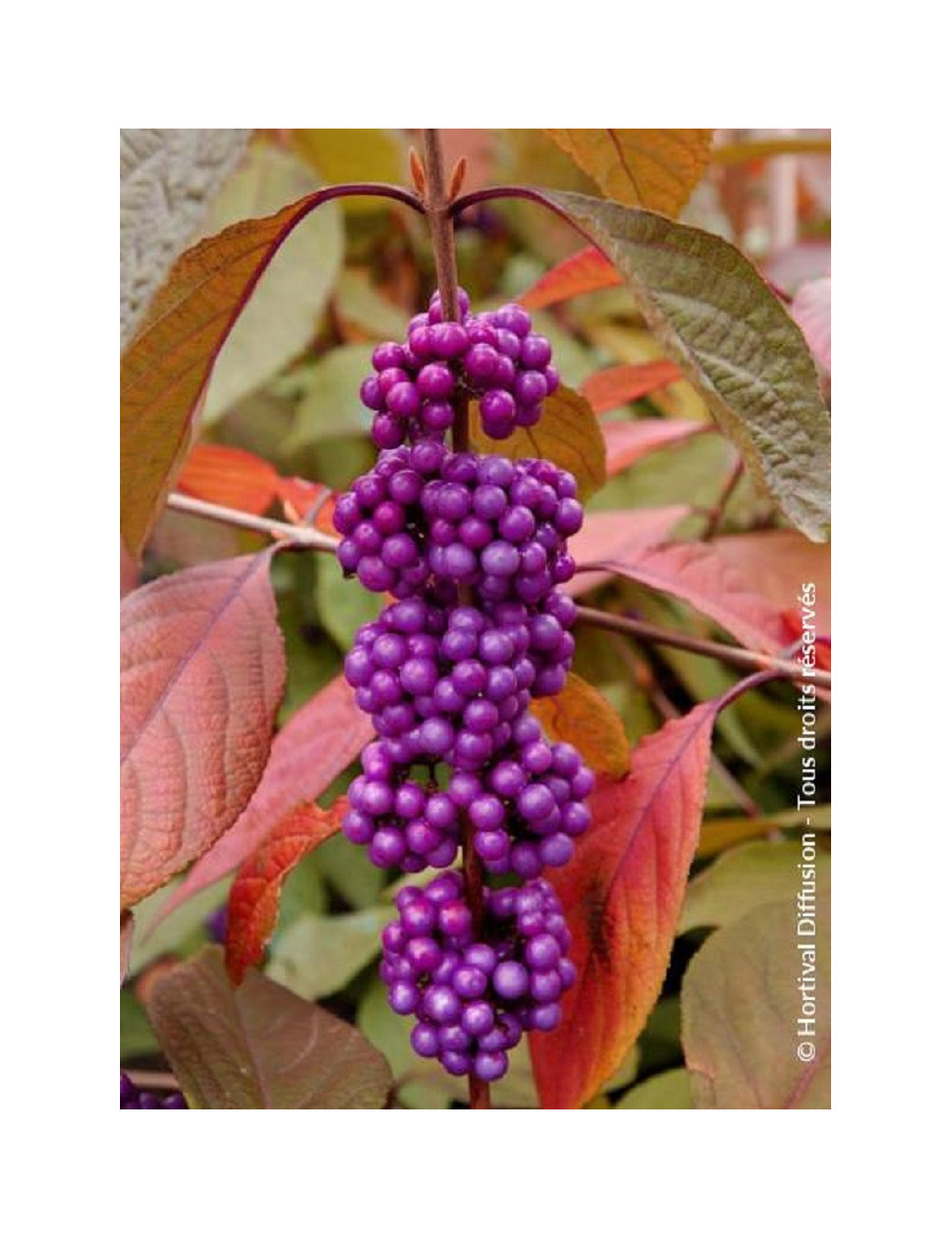 CALLICARPA bodinieri IMPERIAL PEARL