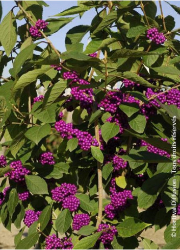 CALLICARPA bodinieri IMPERIAL PEARL