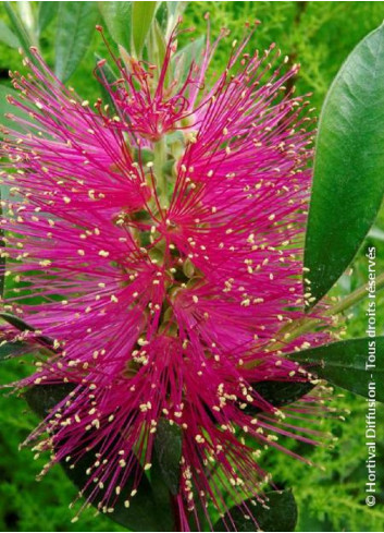 CALLISTEMON viminalis HOT PINK