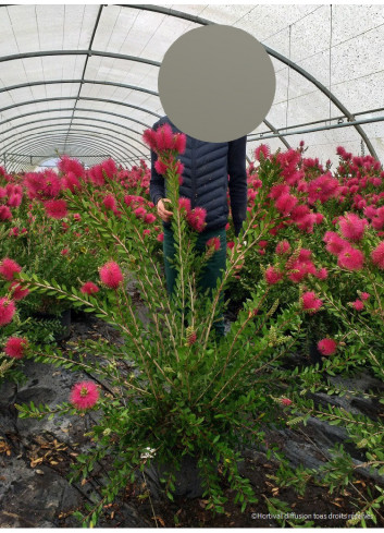 CALLISTEMON viminalis HOT PINK En pot de 15-20 litres