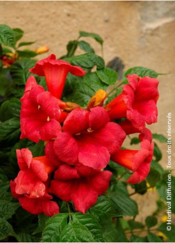 CAMPSIS radicans STROMBOLI