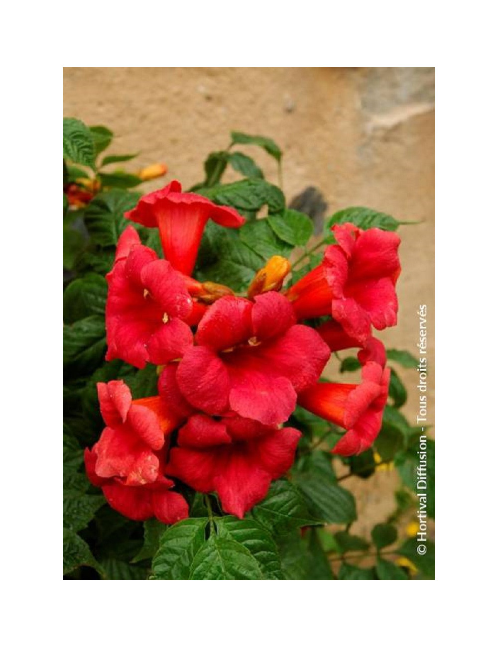 CAMPSIS radicans STROMBOLI