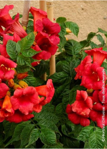 CAMPSIS radicans STROMBOLI