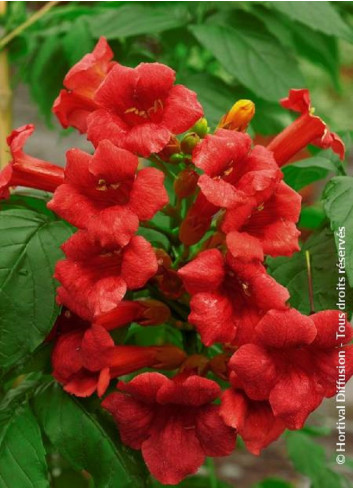 CAMPSIS radicans STROMBOLI