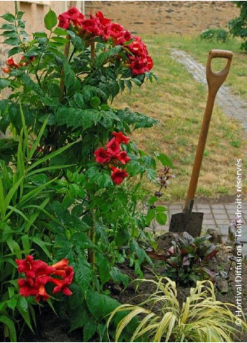 CAMPSIS radicans STROMBOLI