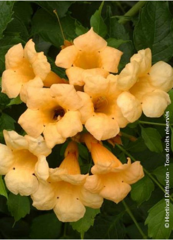 CAMPSIS radicans FLAVA